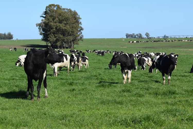 Uruguay: Las exportaciones de lácteos mejoraron un 9% 