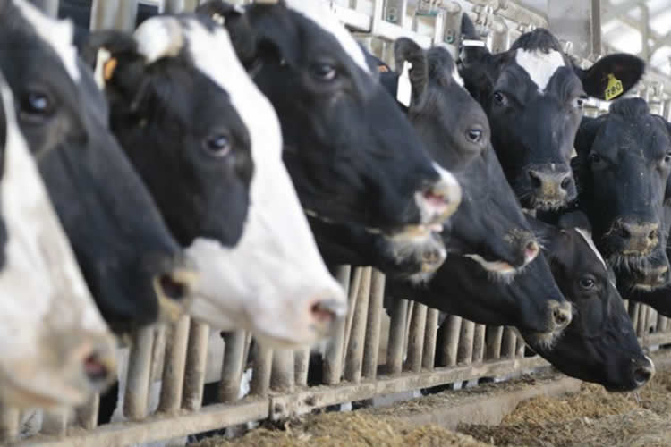 EE.UU.: Experto comparte que será un año difícil para los lácteos 