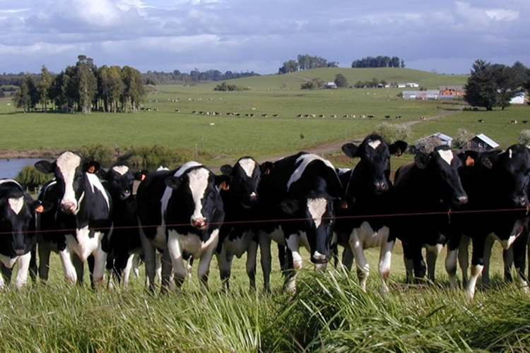 Opinión: “Por la seguridad del mundo rural”