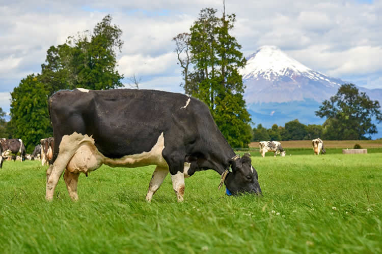 Industria lechera impulsa producción sustentable y responsable del medioambiente, según productores