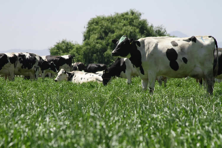 Los retos a los que se enfrenta el sector lácteo varían según la IFCN 