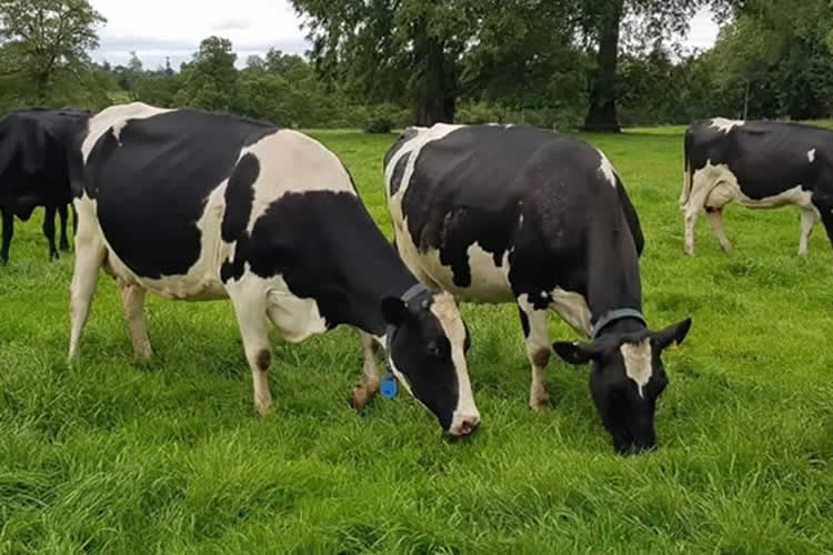 Precio de la leche a productor de la UE disminuyó 3,8% frente al año anterior  