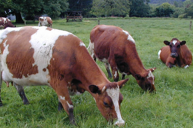 Proyectan una mejor calidad de praderas por baja en fertilizantes