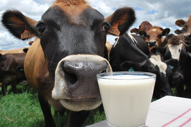 El índice de precios de los lácteos de la FAO siguió cayendo en junio 