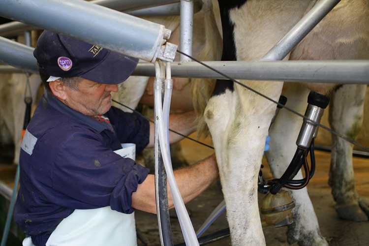 Sector lechero advierte "una disminución importante en la producción difícil de revertir"
