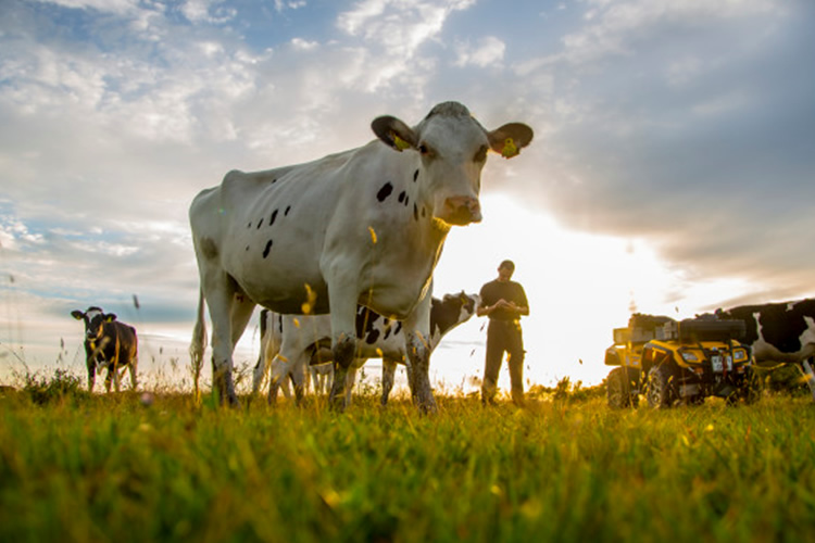 Producción mundial de leche presenta incremento del 1,07% al mes de mayo 