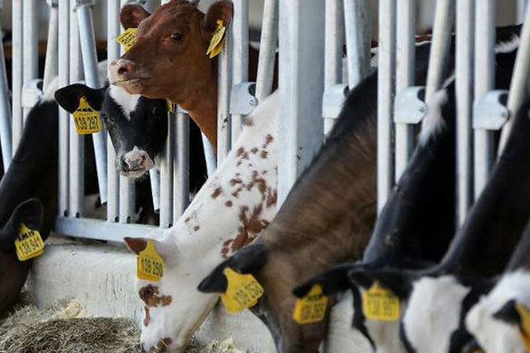 Se mantiene una tendencia a la baja en el precio de la leche en la Unión Europa 