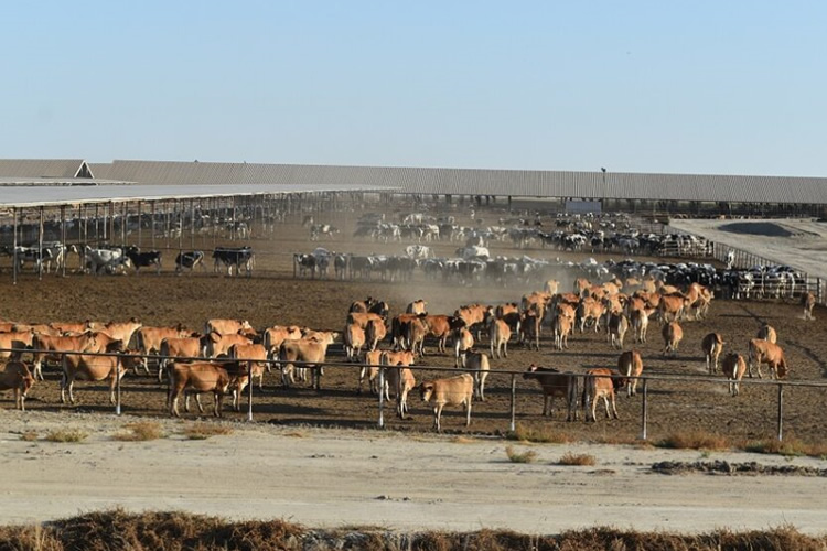 EE.UU.: la producción de leche podría ralentizarse en 2023