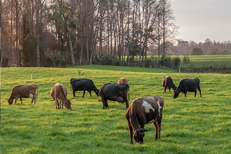 Bajó la producción de leche en el país