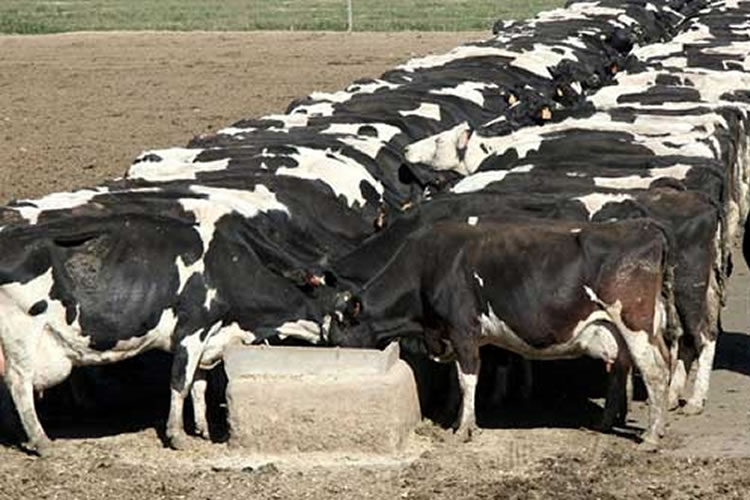 Argentina: En junio la producción de leche subió un 6,1%