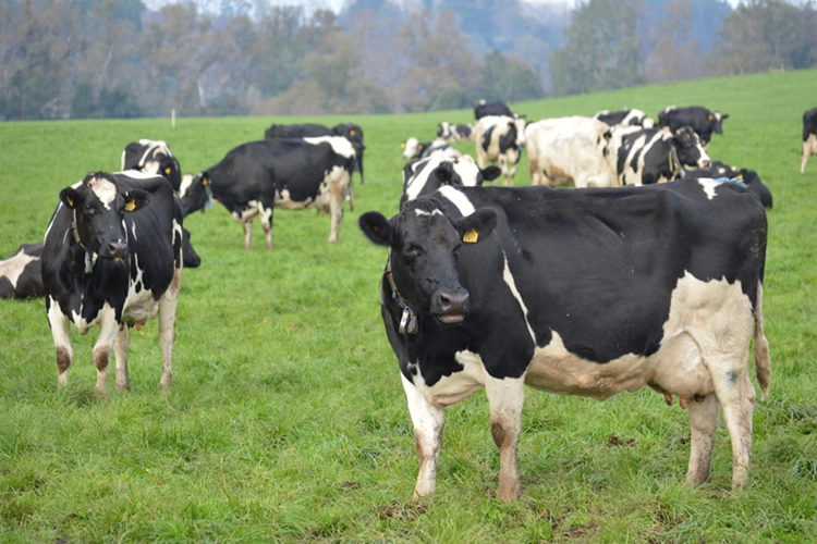 Producción de leche completa un año a la baja y gremio exige señales a la industria