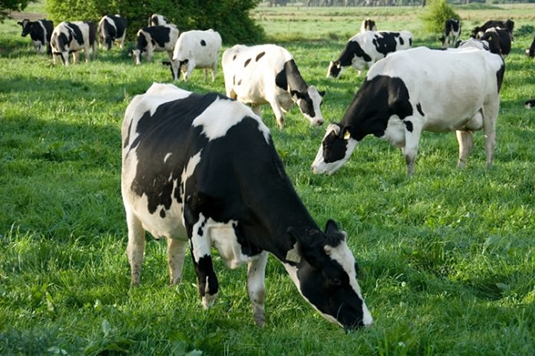 Situación regional: Continúa cayendo la producción de leche cruda respecto del año anterior 