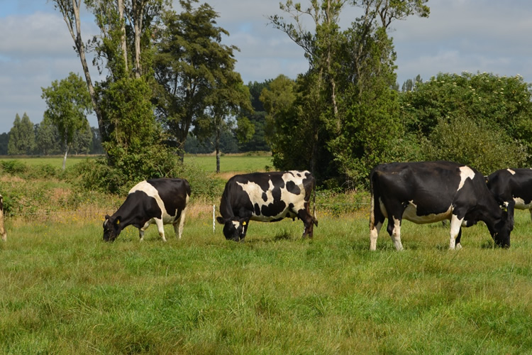 Experto internacional explica la relación entre huella de carbono y ganadería