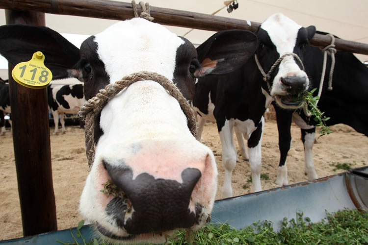 Producción lechera marca a la baja por malas condiciones del mercado y falta de forraje para animales