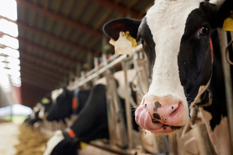 Las tendencias en el suministro mundial de leche repercuten en los precios