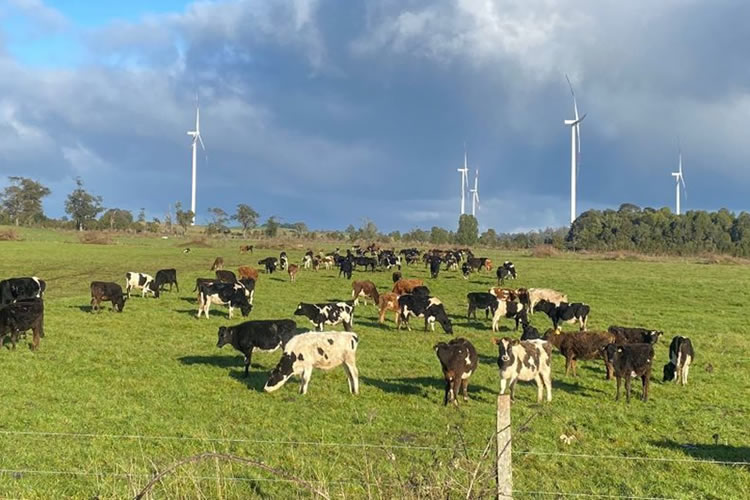 Urge impulso a la productividad, seguridad y mejoras en la conectividad rural, según el gremio lechero 