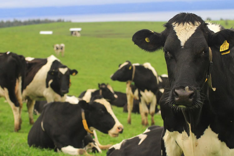 El índice de precios de los productos lácteos de FAO cae también en julio 