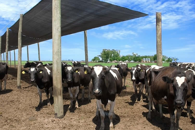 Pronostican una caída de la producción mundial de leche 