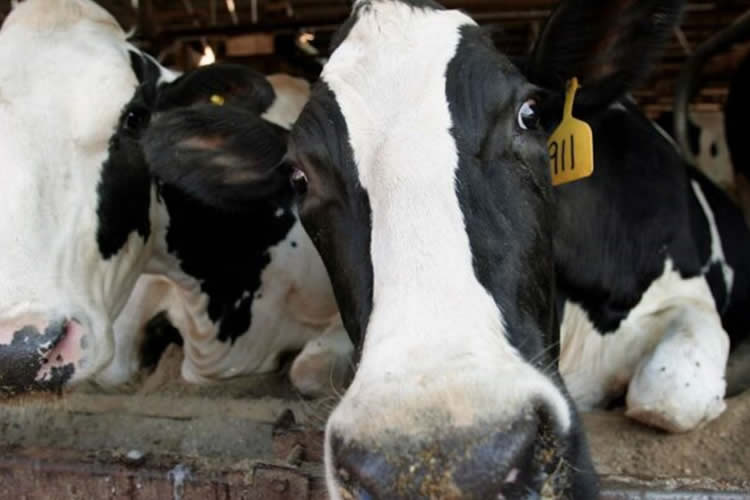 Brasil: productores quieren que importe menos leche