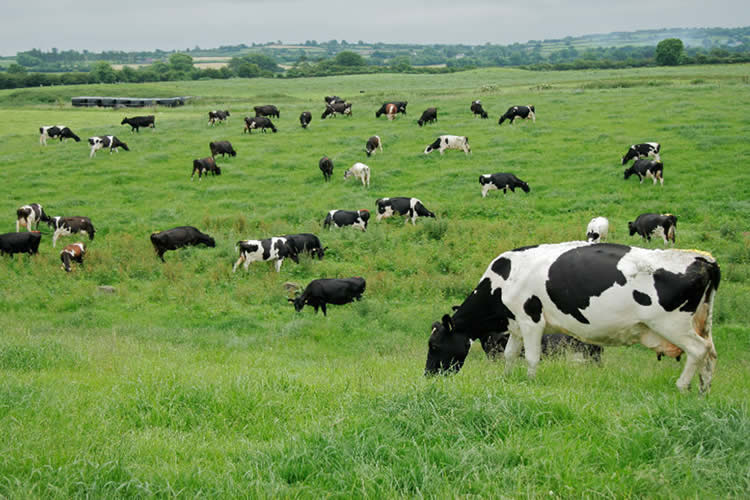 Gremio invita a charlas regionales en producción de leche