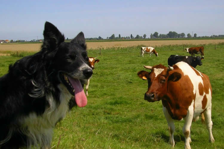 Opinión: Tenencia responsable y ataques de perros