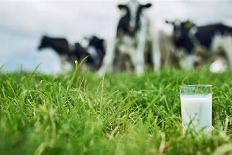 Los precios mundiales de los lácteos caen un 7,4% en general en la última subasta
