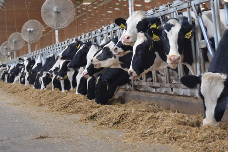 La producción mundial de leche crece 0,97% en los primeros seis meses de 2023