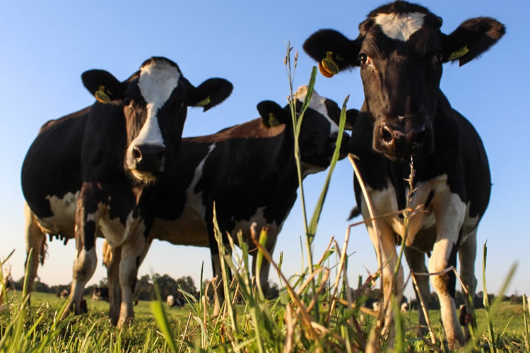 Silencio de grandes empresas preocupa a productores de leche 