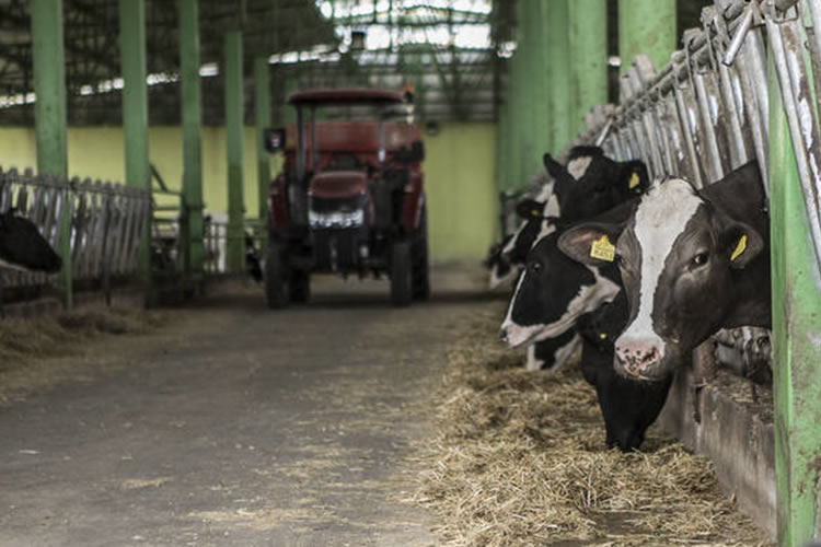 La producción de leche en la UE ha crecido un 0,8% en los seis primeros meses del año