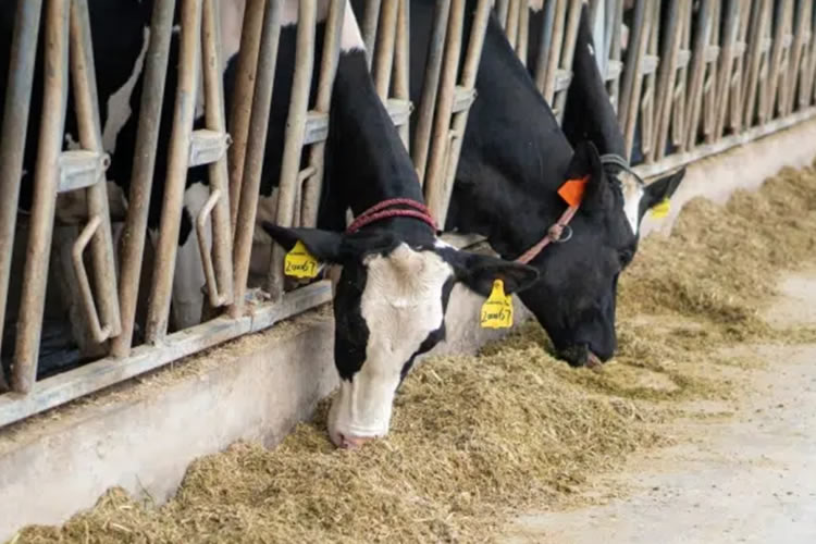 China seguirá fuertemente involucrada en el comercio mundial de productos lácteos
