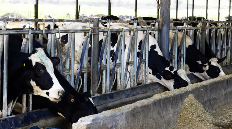 Fedeleche ofrecerá charlas de actualización láctea en CALS  