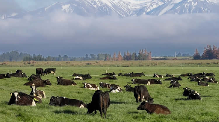 Nueva Zelanda: la volatilidad de los precios afecta la producción lechera