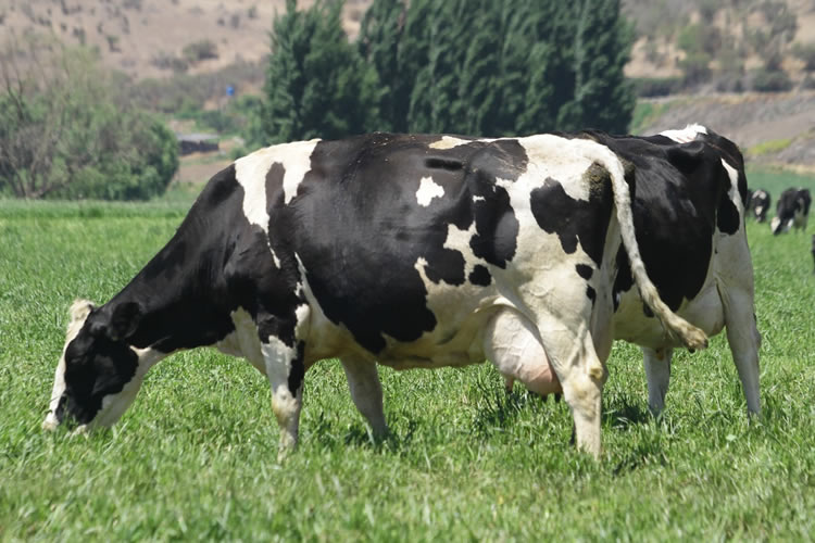Recepción nacional de leche cruda acumula caída de 4,7% al mes de julio 