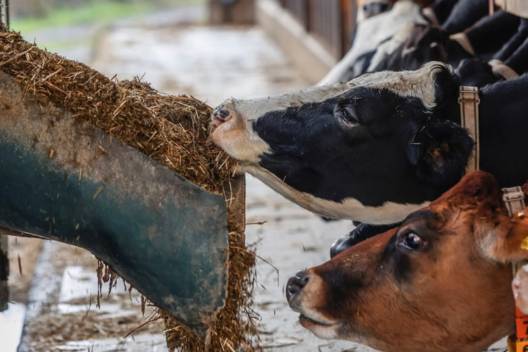 Índice de precios de los productos lácteos de la FAO cae en agosto