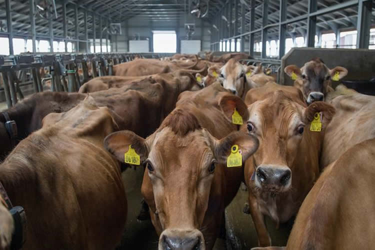 EE.UU.: Número de vacas ha disminuido ligeramente respecto al año anterior