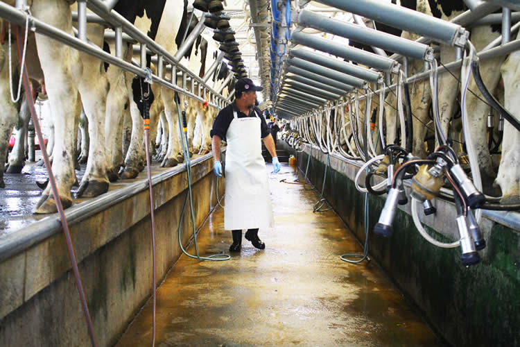 Productores de leche avanzan con agenda internacional para recuperar el crecimiento de la industria