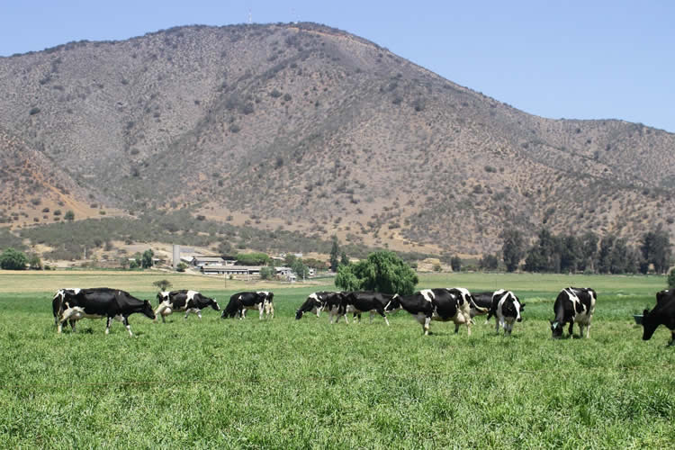 Situación regional: Salvo la zona centro, sigue cayendo la producción de leche cruda al mes de julio