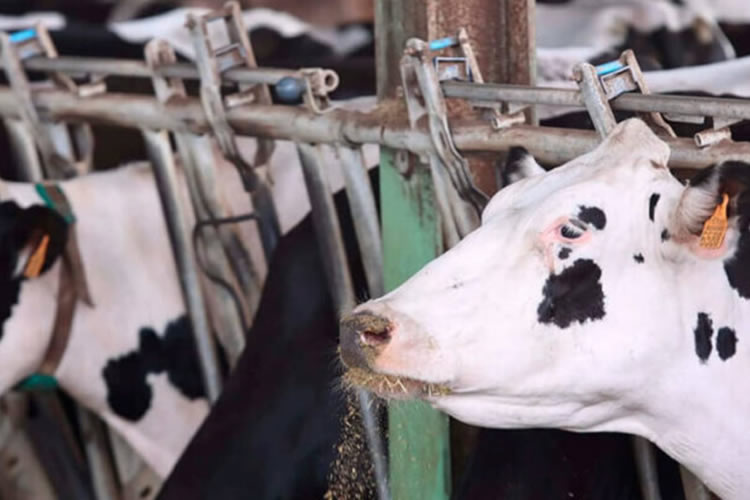España: Denuncian que desde enero se ha bajado el precio de la leche un 20% en origen “pero en los supermercados sigue al mismo precio”