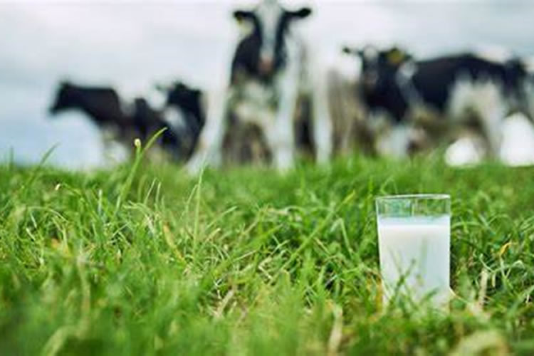Chilenos consumen cien litros menos de leche per cápita al año que en países desarrollados