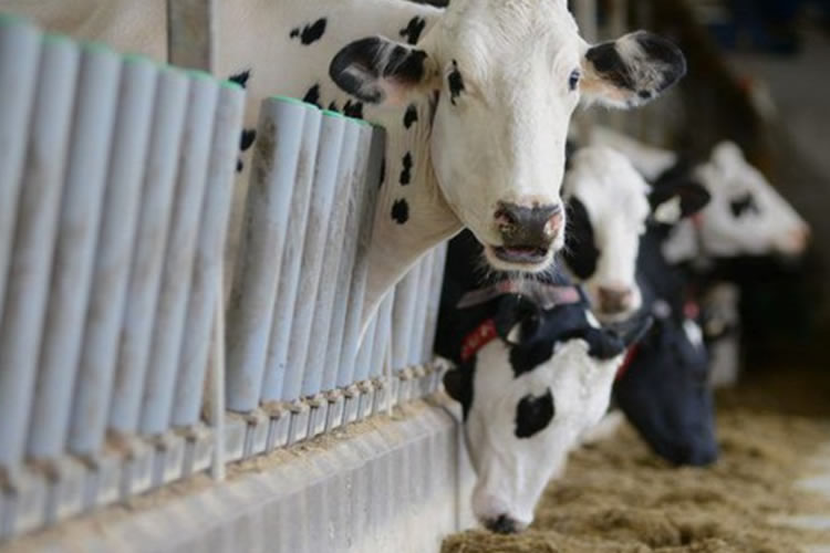 IICA y exportadores de EEUU impulsan estándares científicos en sector lácteo de América