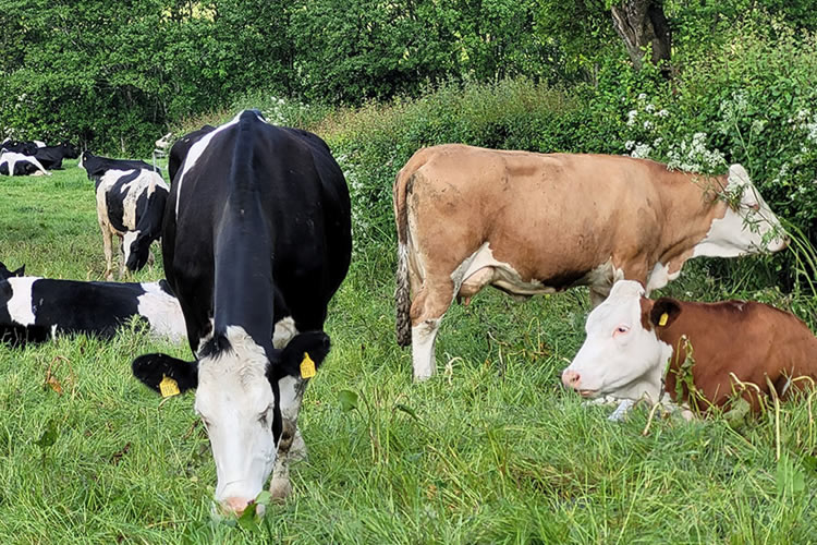 Los productores lácteos irlandeses están enojados por los recortes impuestos a la exención de nitratos