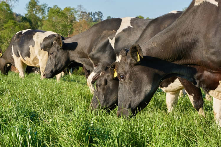 Situación regional: producción de leche cruda mayormente a la baja al mes de agosto 