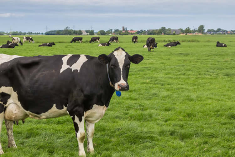 Precios de los lácteos: "lo peor puede haber quedado atrás"