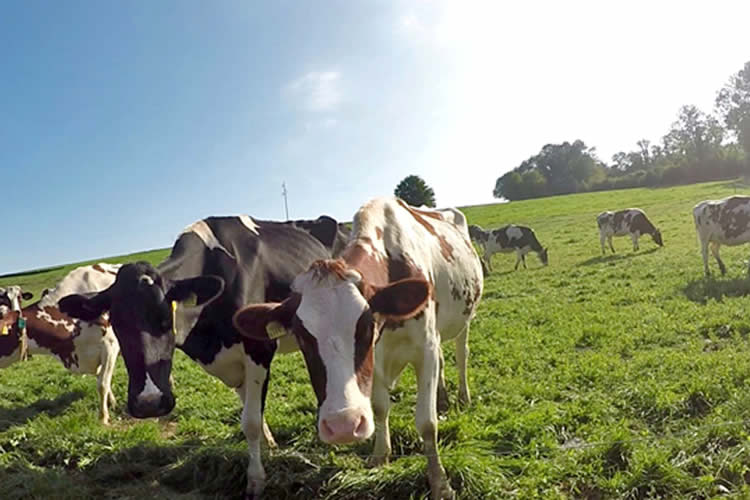 La UE calcula que la producción de leche se mantendrá estable en el 2024, con buena evolución del mercado