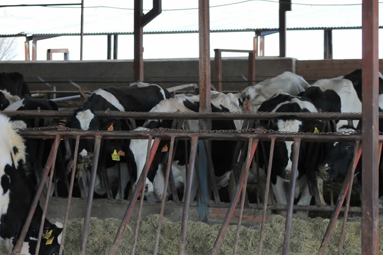 Los productos lácteos siguen al alza en Fonterra ganando en la última subasta un 4,3%