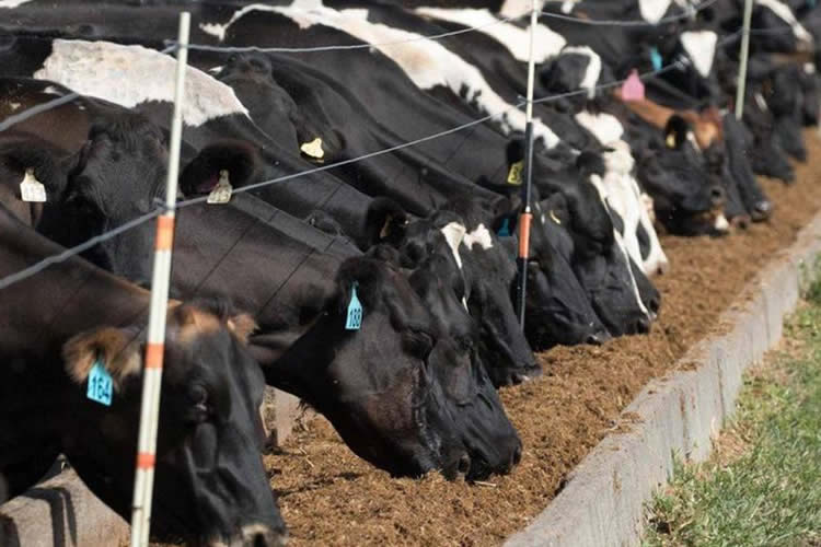 EE.UU.: Utilizan eructos de vaca para luchar contra el cambio climático