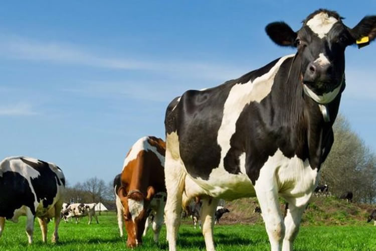 Evolución de la producción mundial de leche muestra incremento del 0,94% en el período enero-agosto