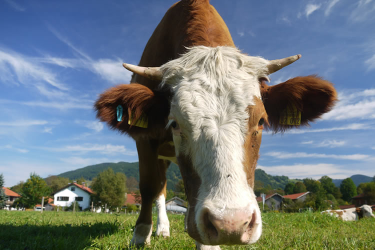 El precio de la leche en Alemania apenas cubre el 82% de los costes de producción 