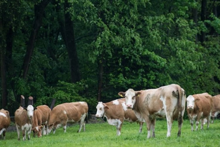 ¿Puede la lechería ser sustentable? La respuesta es SÍ. 