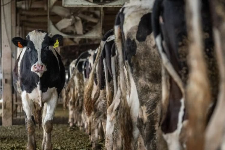 Uruguay: No es una vaca cualquiera (sigue en descenso la exportación de lácteos)